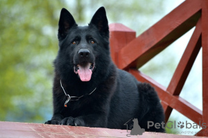 Photo №3. Black German shepherd puppies with genealogy FCI. France