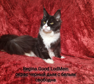 Photo №1. maine coon - for sale in the city of Сясьстрой | 239$ | Announcement № 5248