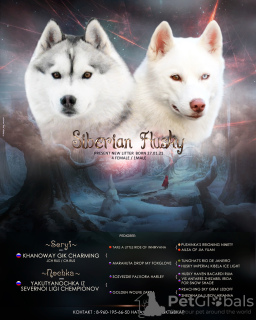 Photo №1. siberian husky - for sale in the city of Syktyvkar | 462$ | Announcement № 9626