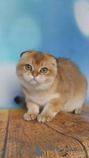 Photo №4. I will sell scottish fold in the city of Amsterdam. private announcement, breeder - price - 516$