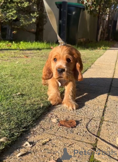 Photo №2 to announcement № 167786 for the sale of english cocker spaniel - buy in Finland private announcement