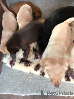 Photo №2 to announcement № 159436 for the sale of labrador retriever - buy in Belgium private announcement