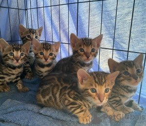 Photo №1. bengal cat - for sale in the city of Genk | Is free | Announcement № 128967