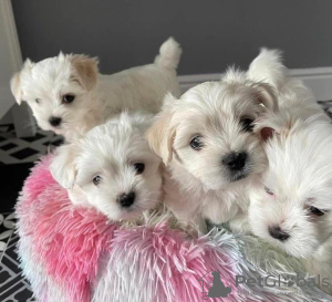 Photo №3. Teacup Maltese Puppies For Adoption. United States