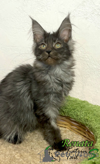 Photo №1. maine coon - for sale in the city of St. Petersburg | 31698$ | Announcement № 45959