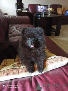 Photo №1. german spitz - for sale in the city of Батуми | 800$ | Announcement № 69955
