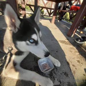Photo №1. siberian husky - for sale in the city of Стамбул | 300$ | Announcement № 93588