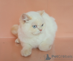 Photo №4. I will sell british shorthair in the city of Rostov-on-Don. from nursery - price - 473$
