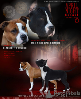 Photo №4. I will sell american staffordshire terrier in the city of Gdynia. breeder - price - 1715$