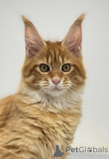 Photo №2 to announcement № 161312 for the sale of maine coon - buy in Russian Federation from nursery
