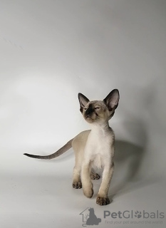 Photo №1. oriental shorthair - for sale in the city of St. Petersburg | 784$ | Announcement № 9732