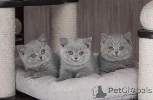 Photo №1. british shorthair - for sale in the city of St. Julian's | 400$ | Announcement № 170123