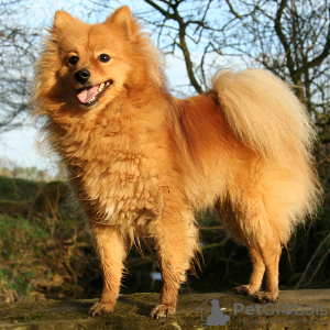 Photo №2 to announcement № 44763 about purchase of german spitz, german spitz - buy in Finland 