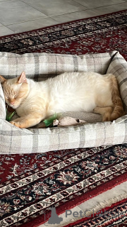 Photo №1.  - for sale in the city of Strassen | Is free | Announcement № 142270