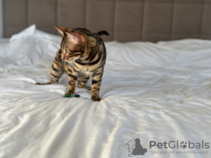 Additional photos: Gorgeous Bengal boy for breeding