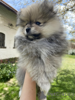 Photo №1. pomeranian - for sale in the city of Prague | negotiated | Announcement № 20393