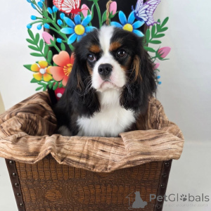 Photo №1. cavalier king charles spaniel - for sale in the city of Best | negotiated | Announcement № 155572