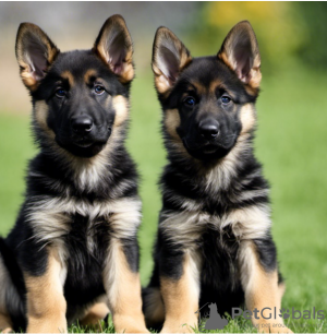 Photo №1. german shepherd - for sale in the city of Stockholm | negotiated | Announcement № 113248