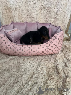 Photo №2 to announcement № 176797 for the sale of dachshund - buy in Serbia 