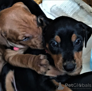 Photo №4. I will sell german pinscher in the city of Kiev. from nursery - price - 700$