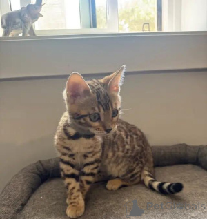 Photo №4. I will sell bengal cat in the city of Magdeburg. private announcement - price - 599$