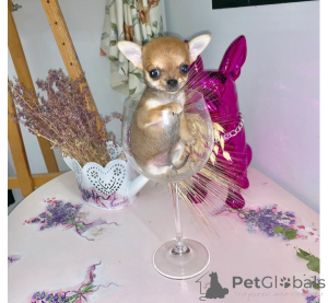 Photo №4. I will sell chihuahua in the city of Berlin. private announcement, breeder - price - 471$