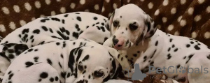 Photo №3. Dalmatian puppies for sale!. Ukraine