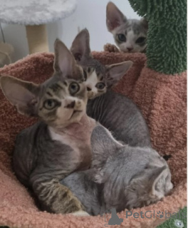 Photo №3. BEAUTIFUL DEVON REX KITTEN... Germany
