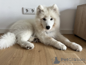 Photo №3. Samoyed is looking for a home. Germany