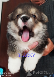 Photo №3. Corgi - Puppies for Sale. Serbia