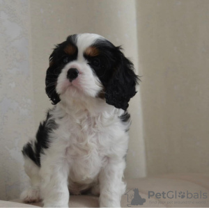 Photo №2 to announcement № 36964 for the sale of cavalier king charles spaniel - buy in United States breeder