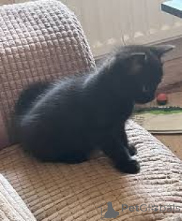 Photo №2 to announcement № 164943 for the sale of bombay cat - buy in Finland private announcement, breeder