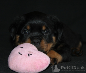 Photo №4. I will sell rottweiler in the city of Bobruisk. from nursery - price - negotiated