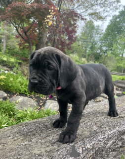 Photo №2 to announcement № 169097 for the sale of cane corso - buy in Finland private announcement