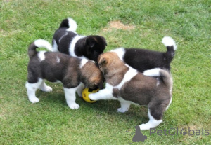 Photo №1. akita - for sale in the city of Helsinki | negotiated | Announcement № 174021