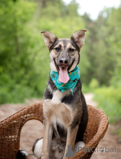 Photo №3. Kiwi is a quiet guy with a big heart is looking for a house.. Russian Federation