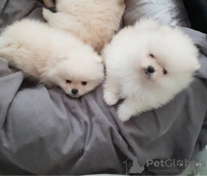 Photo №4. I will sell pomeranian in the city of Kinderdijk. breeder - price - 423$