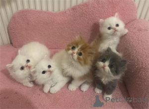 Photo №1. persian cat - for sale in the city of Augustusburg | 329$ | Announcement № 153078