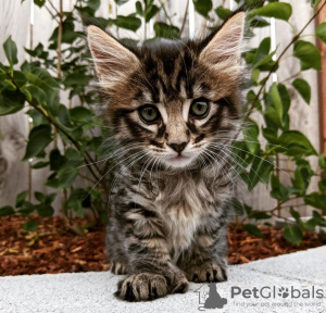 Photo №2 to announcement № 103761 for the sale of maine coon - buy in Germany private announcement