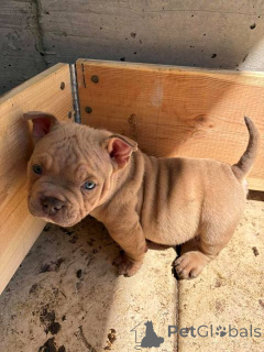 Photo №4. I will sell non-pedigree dogs in the city of Belgrade.  - price - negotiated