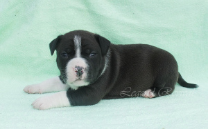 Photo №2 to announcement № 6121 for the sale of american staffordshire terrier - buy in Russian Federation from nursery