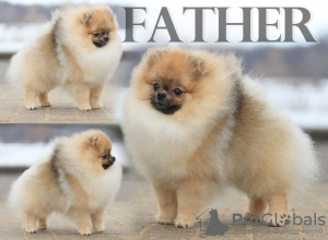 Photo №4. I will sell pomeranian in the city of Minsk. from nursery - price - 302$