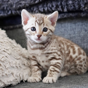 Photo №2 to announcement № 158835 for the sale of bengal cat - buy in Germany breeder