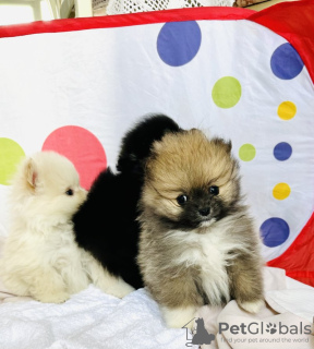 Additional photos: pomeranian