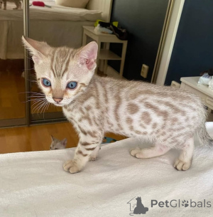 Photo №1. bengal cat - for sale in the city of Berlin | 568$ | Announcement № 163093