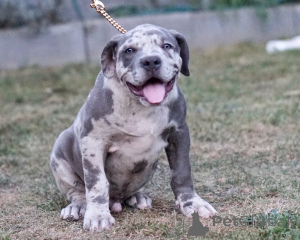 Photo №1. american bully - for sale in the city of Hamburg | 940$ | Announcement № 147444