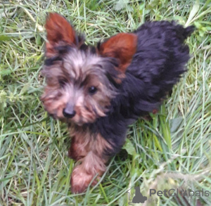 Photo №1. yorkshire terrier - for sale in the city of Амерсфоорт | 485$ | Announcement № 16461
