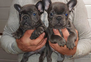 Photo №1. french bulldog - for sale in the city of Perth | 400$ | Announcement № 80041