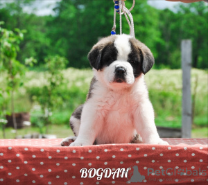 Photo №2 to announcement № 7210 for the sale of st. bernard - buy in Belarus from nursery