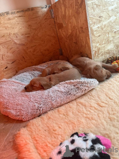 Photo №2 to announcement № 159522 for the sale of golden retriever - buy in United States private announcement